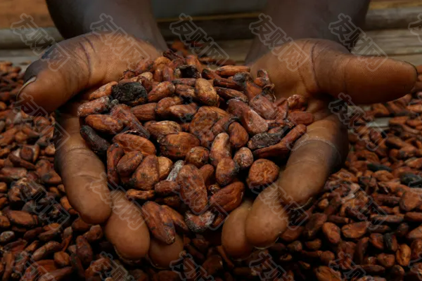 2025年01月09日:忘掉石油和金属吧：由于恶劣天气导致价格飙升 可可成为2024年的大宗商品